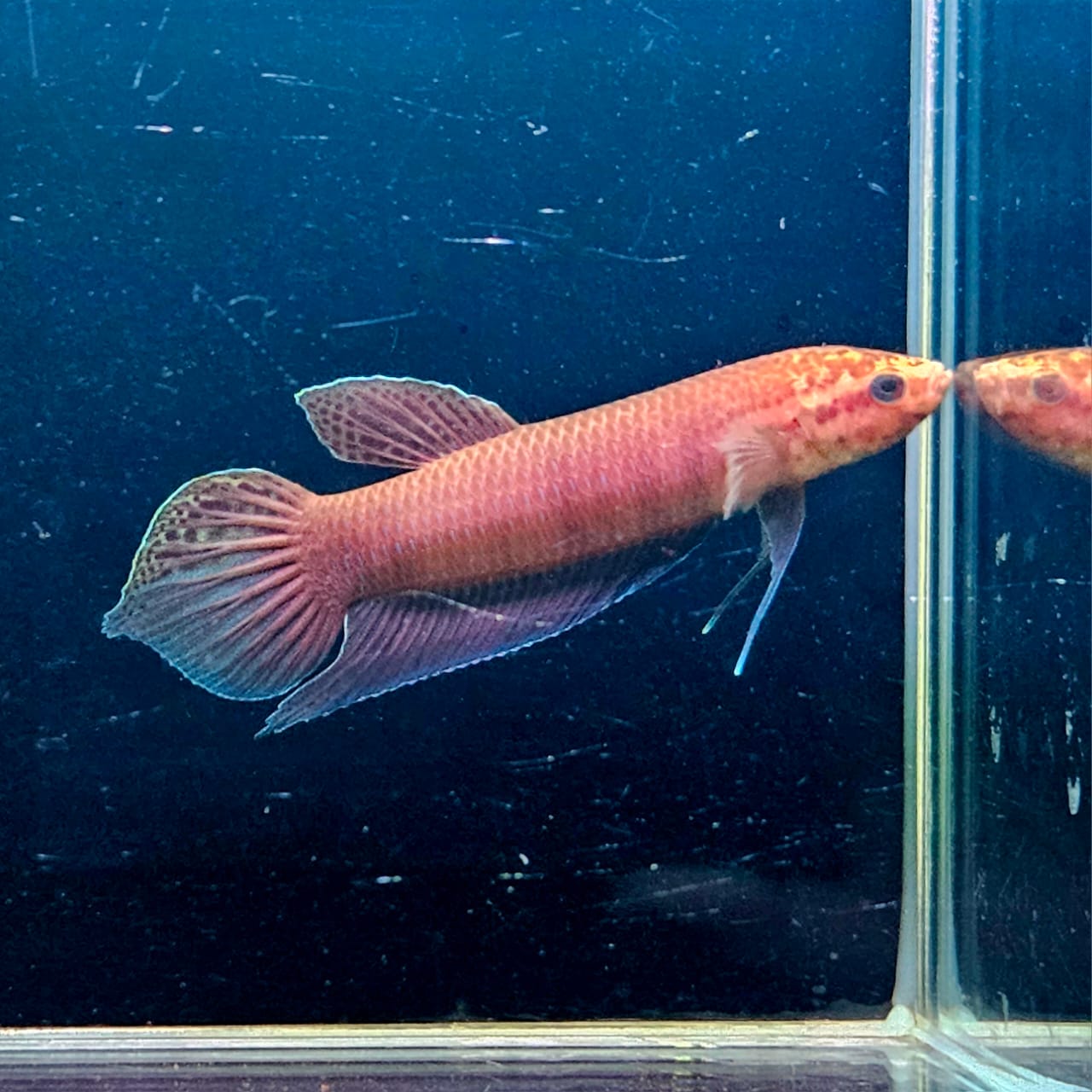 Betta Bellica