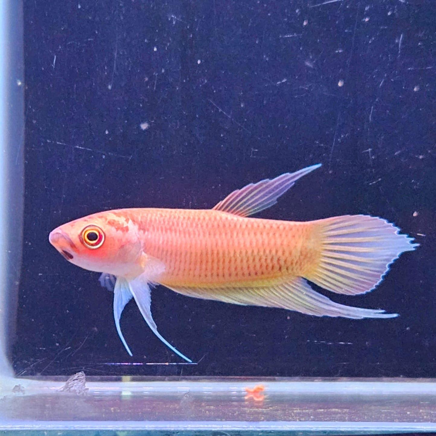 Betta Renata