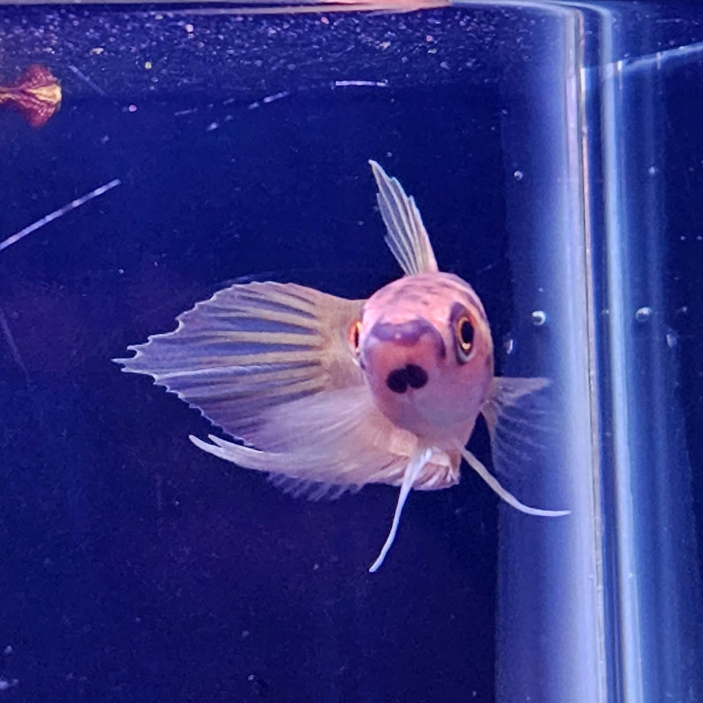 Betta Renata