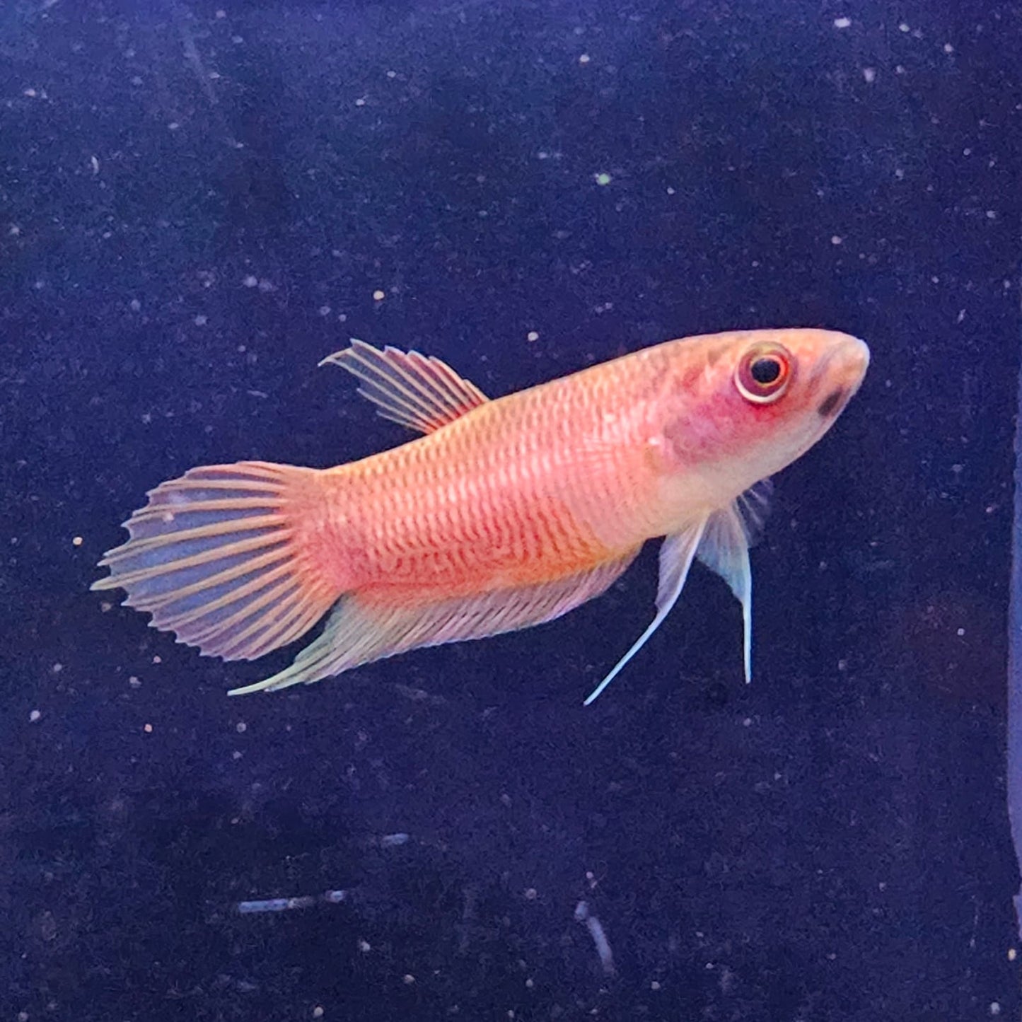 Betta Renata