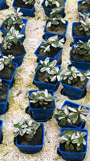 Bucephalandra sp. 'Pink Malawi'