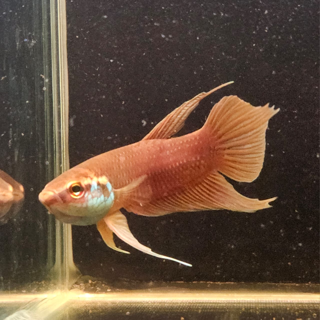 Betta Raja