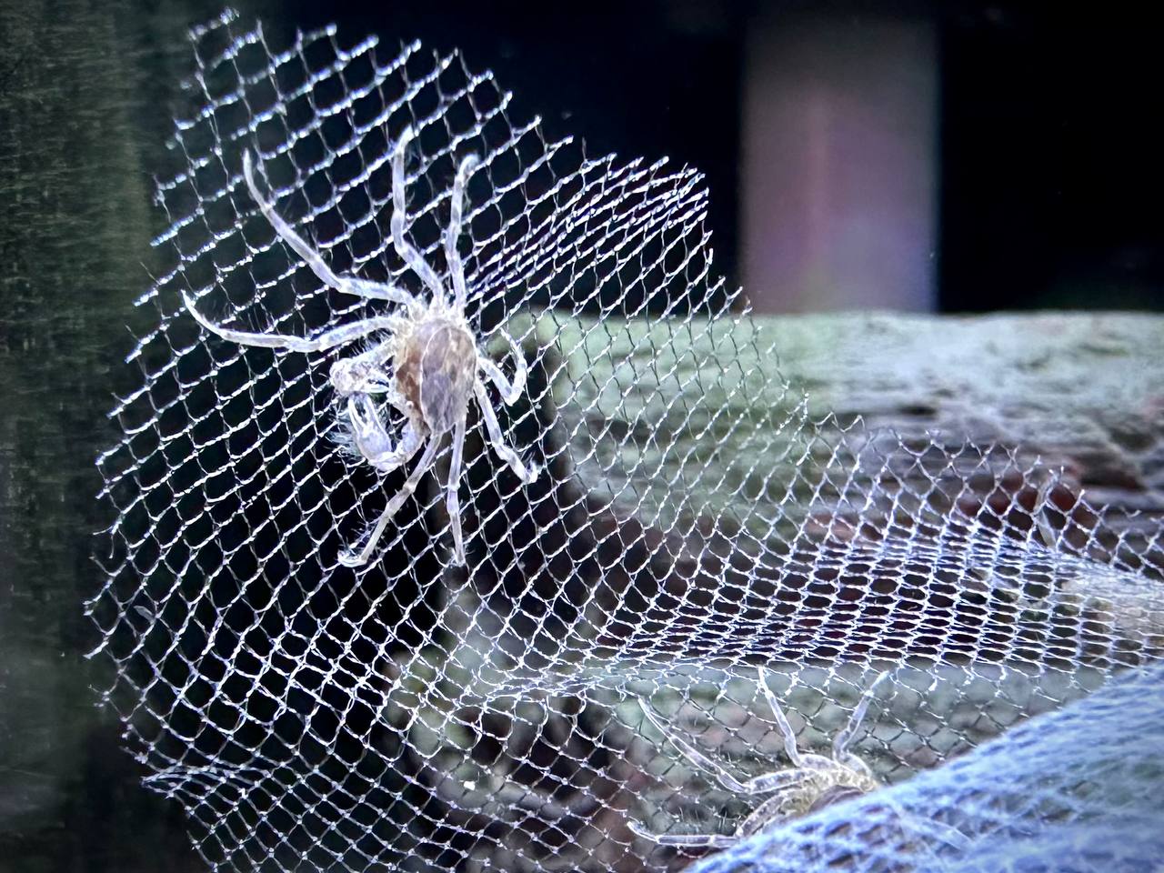 Limnopilis Naiyenetri