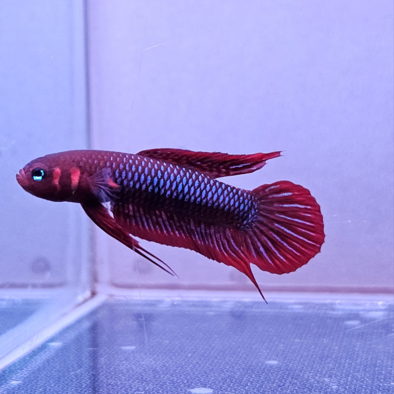 Betta Uberis