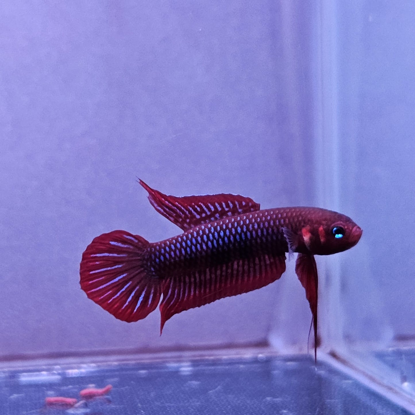 Betta Uberis