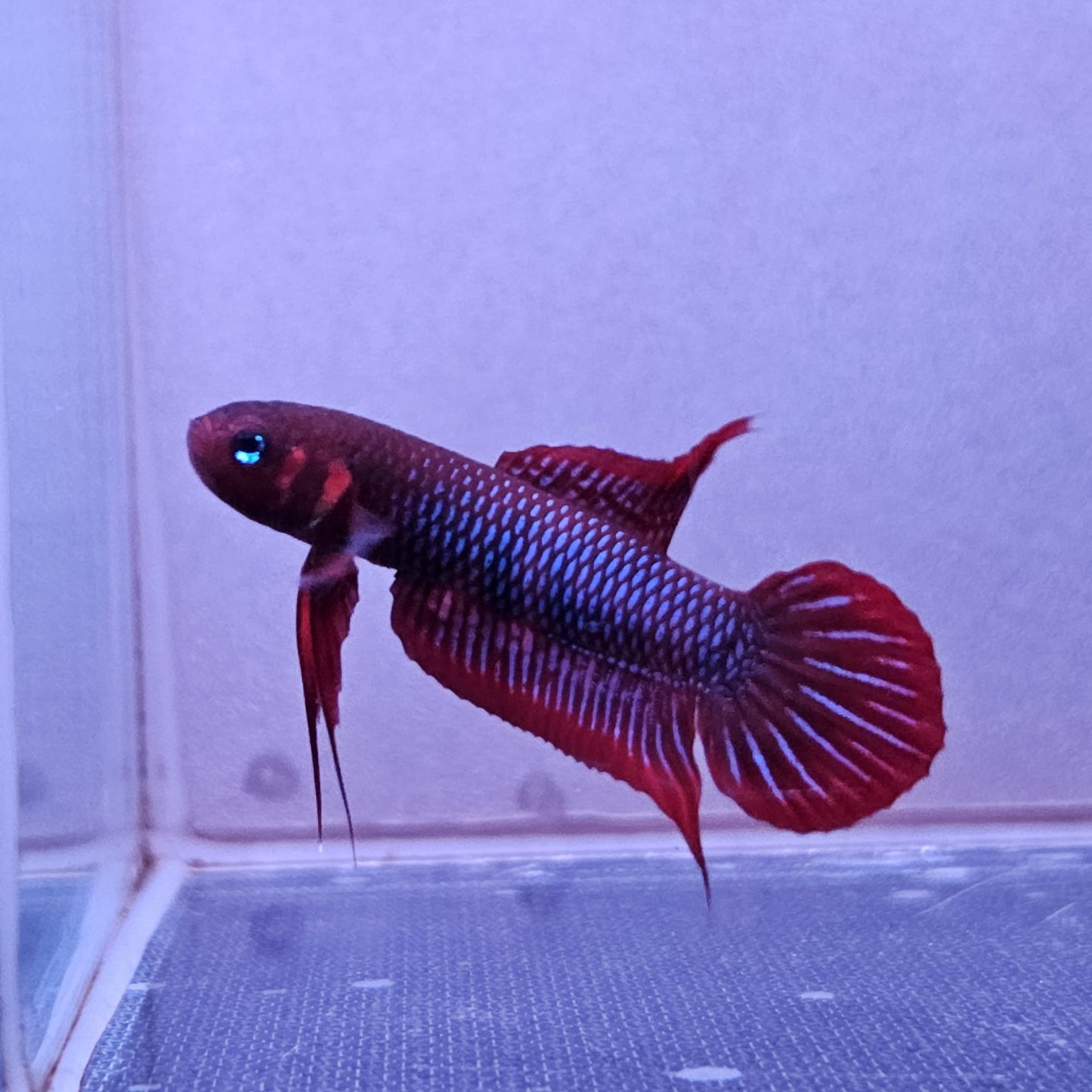Betta Uberis