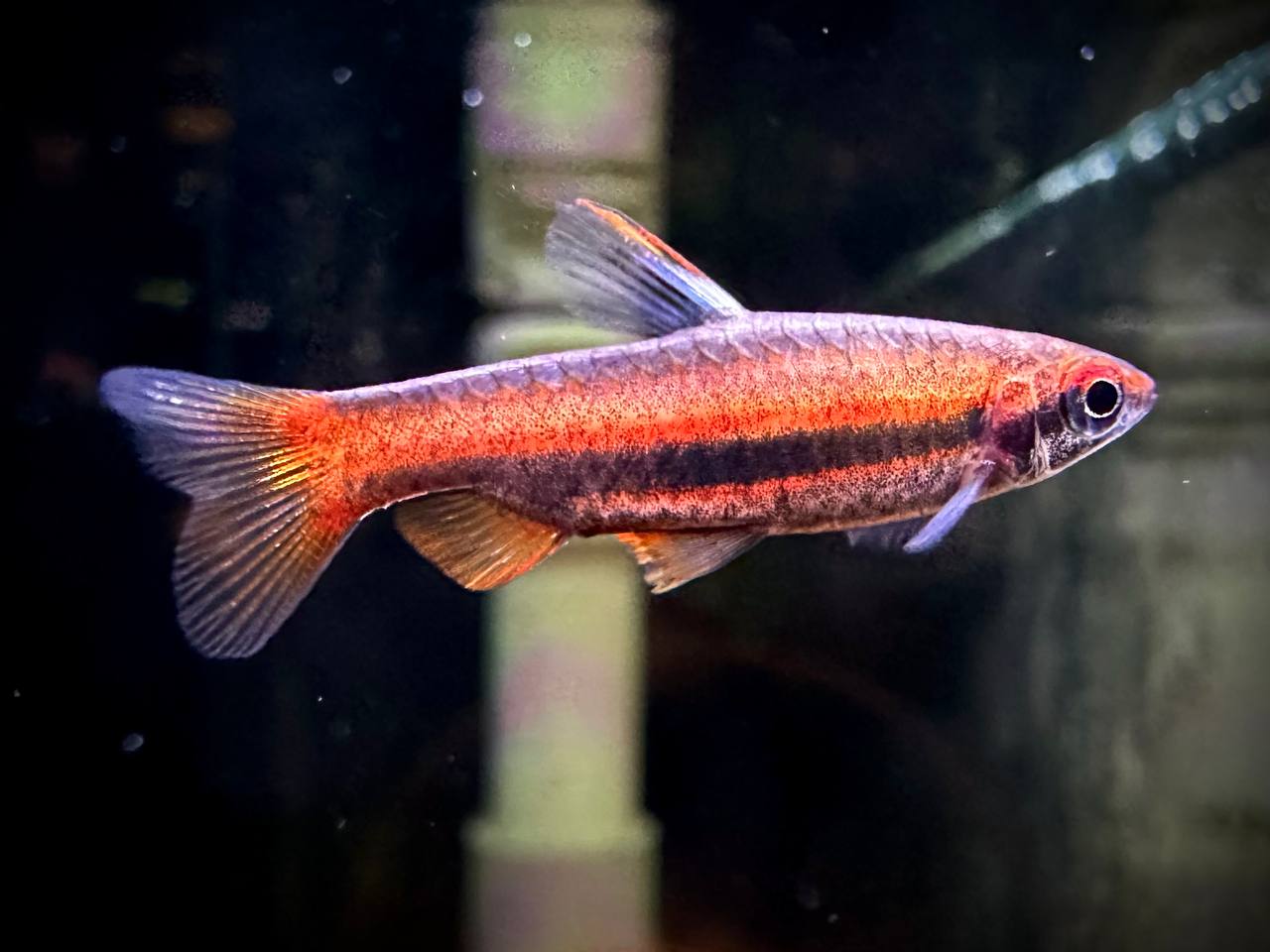 Nannostomus Mortenthaleri