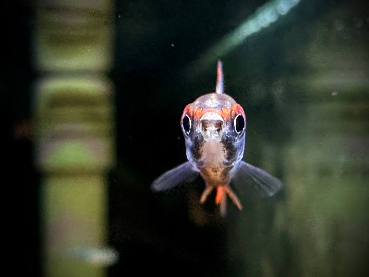 Nannostomus Mortenthaleri