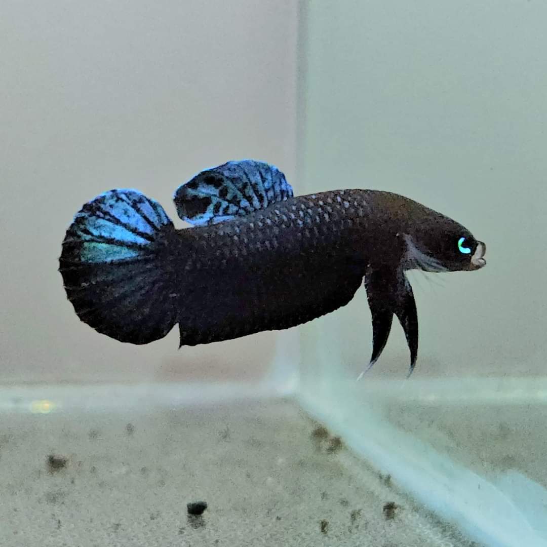 Betta Persephone