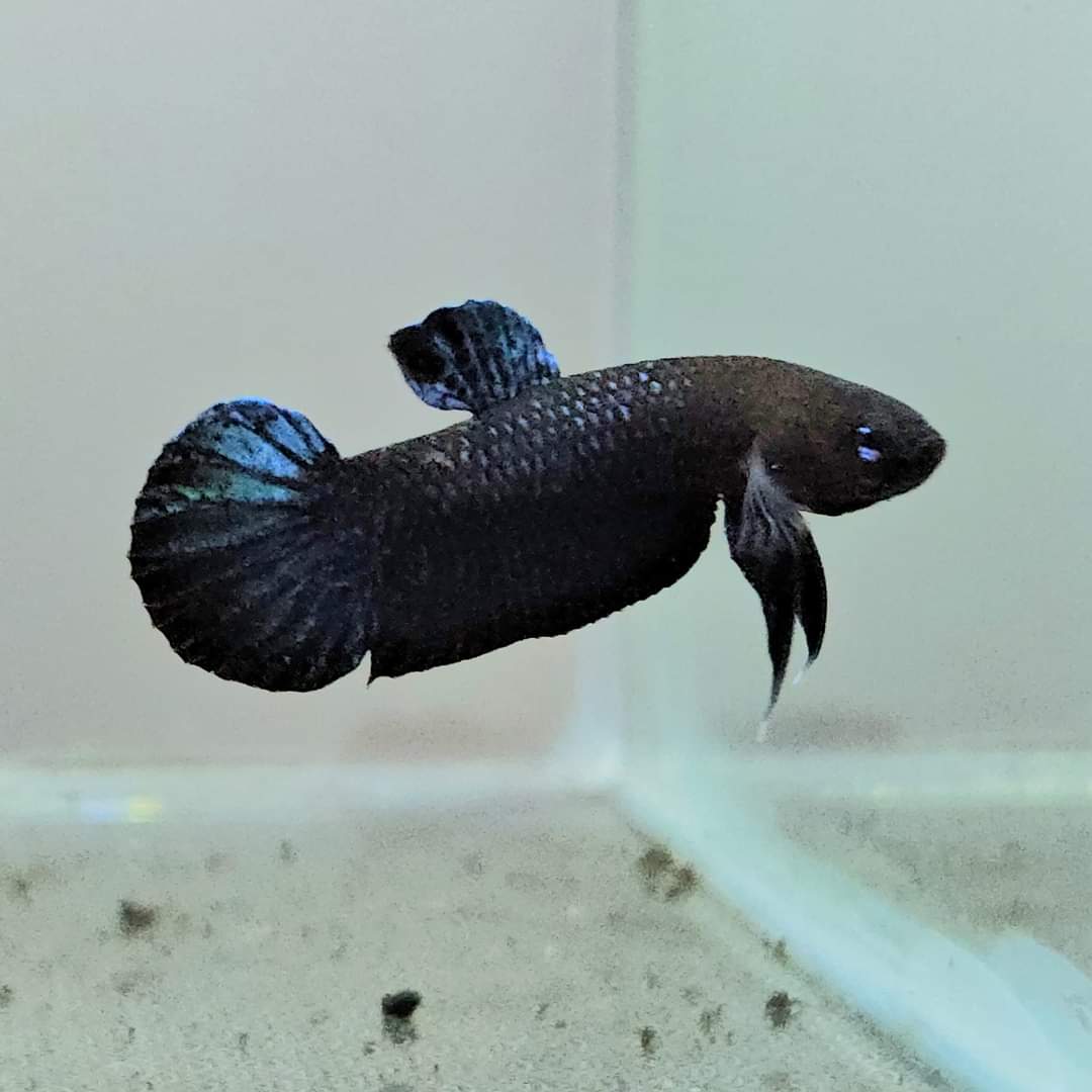 Betta Persephone