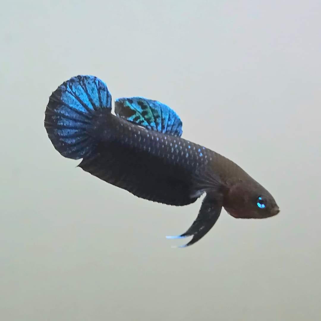 Betta Persephone
