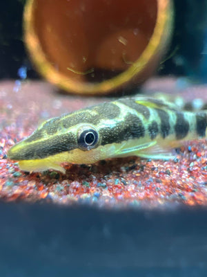 Otocinclus Cocama