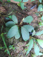 Bucephalandra Akantha