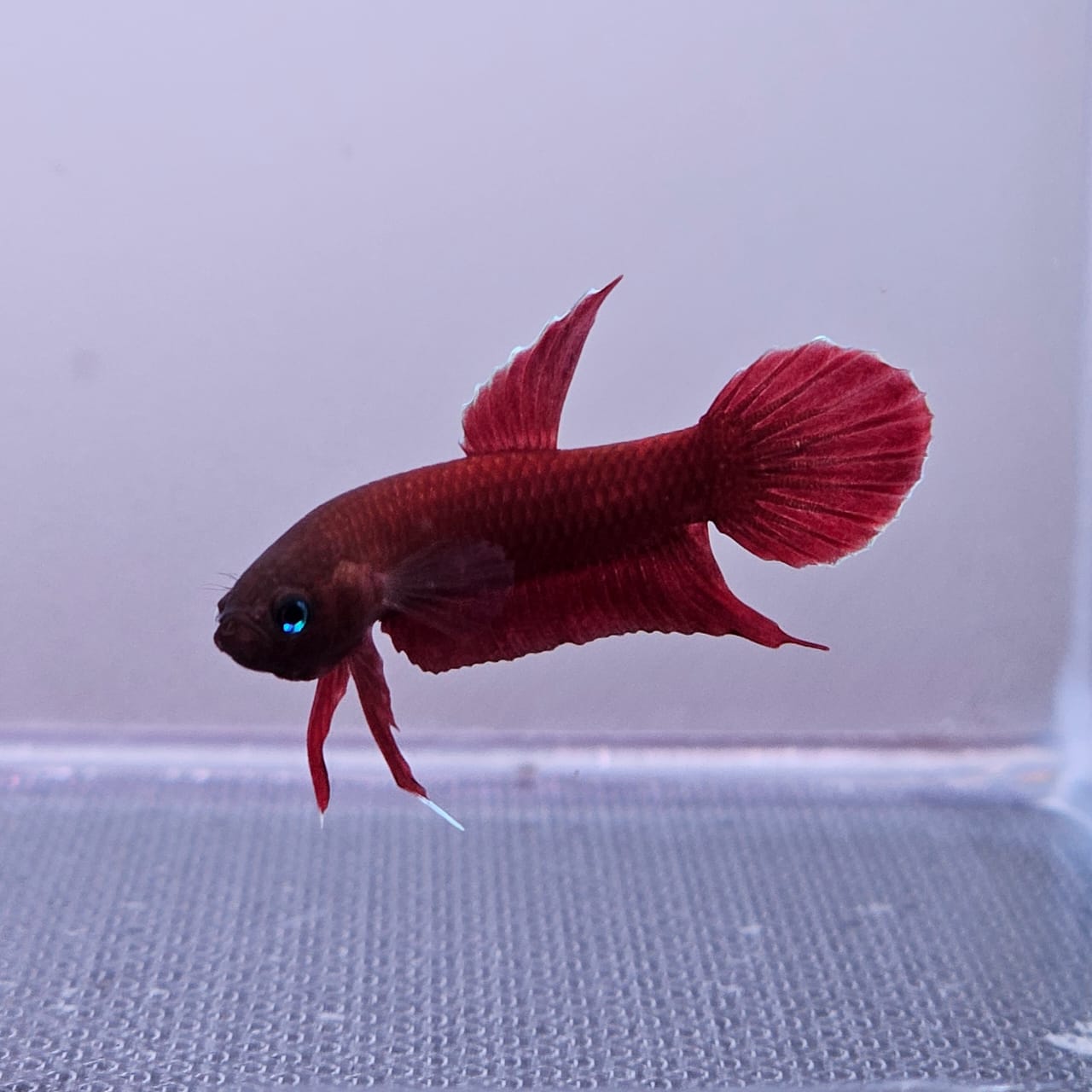 Betta Mulyadii sp. Api Api "Red"