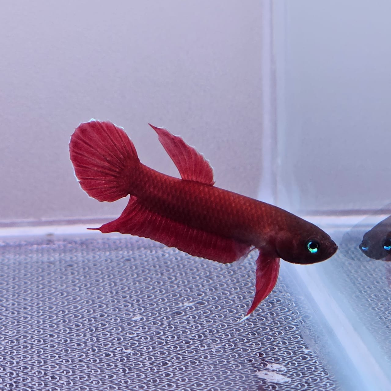 Betta Mulyadii sp. Api Api "Red"