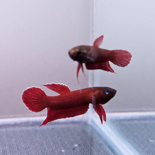 Betta Mulyadii sp. Api Api "Red"