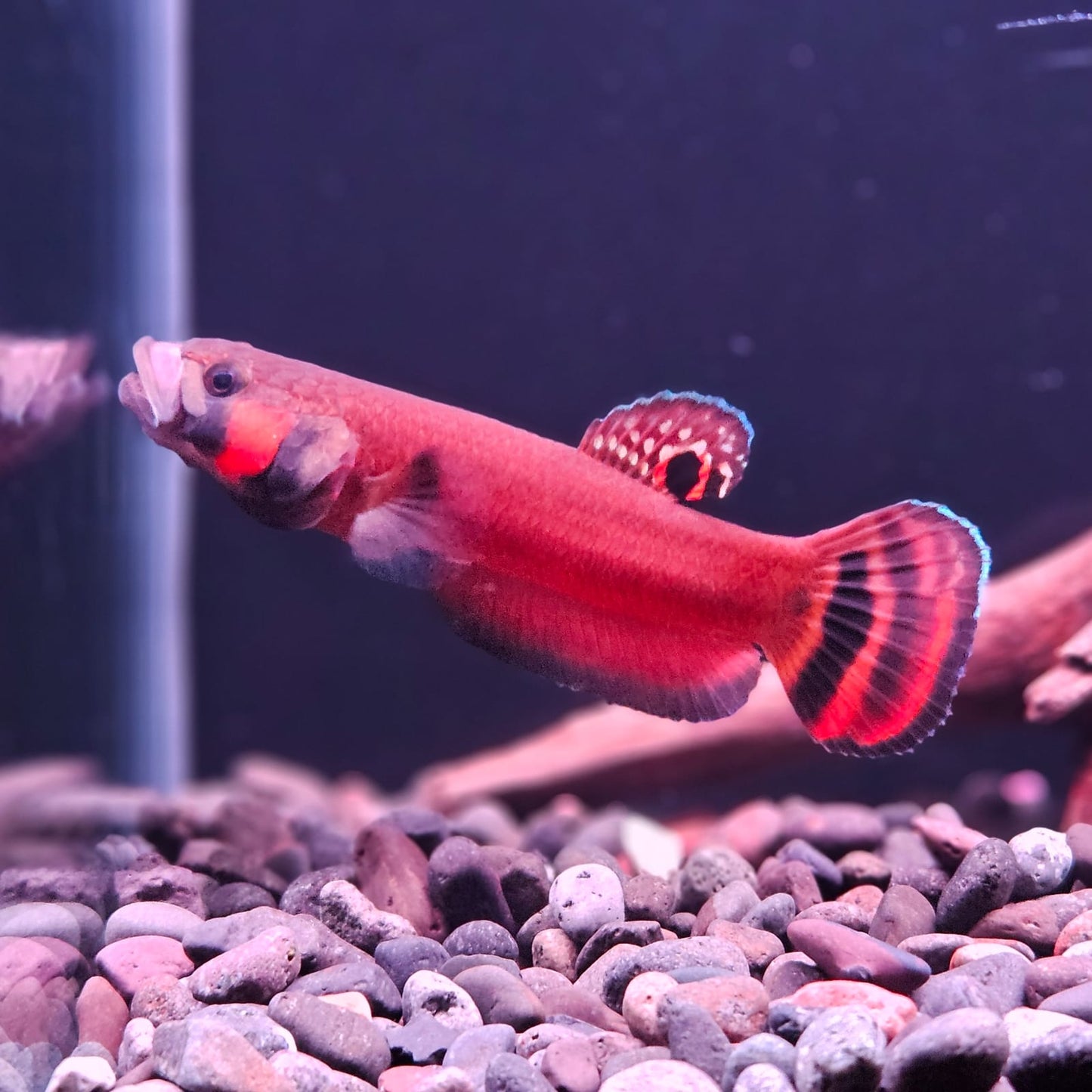 Betta Macrostoma