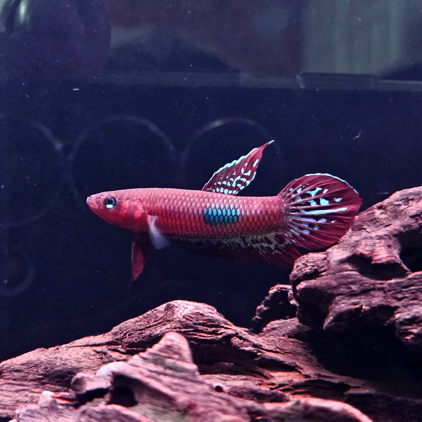 Betta Coccina