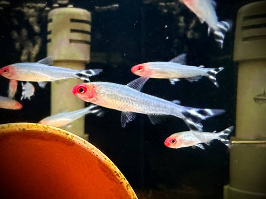 Hemigrammus Rhodostomus