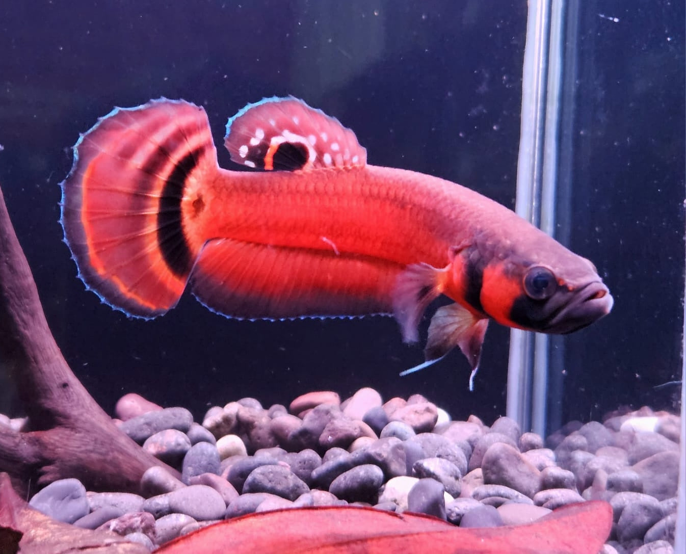 Betta Macrostoma