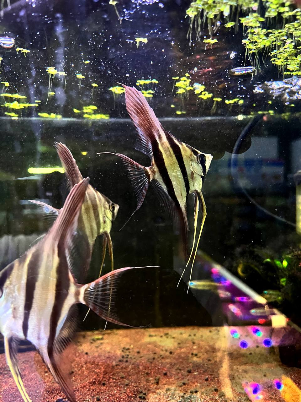 Pterophyllum Altum