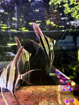 Pterophyllum Altum (Bundle of 5)