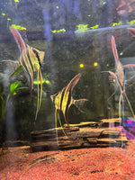 Pterophyllum Altum (Bundle of 5)