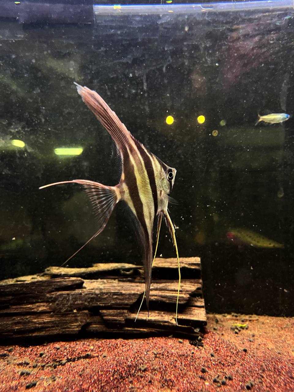 Pterophyllum Altum
