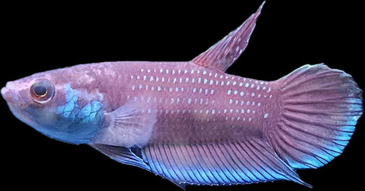 Betta sp. Malinau
