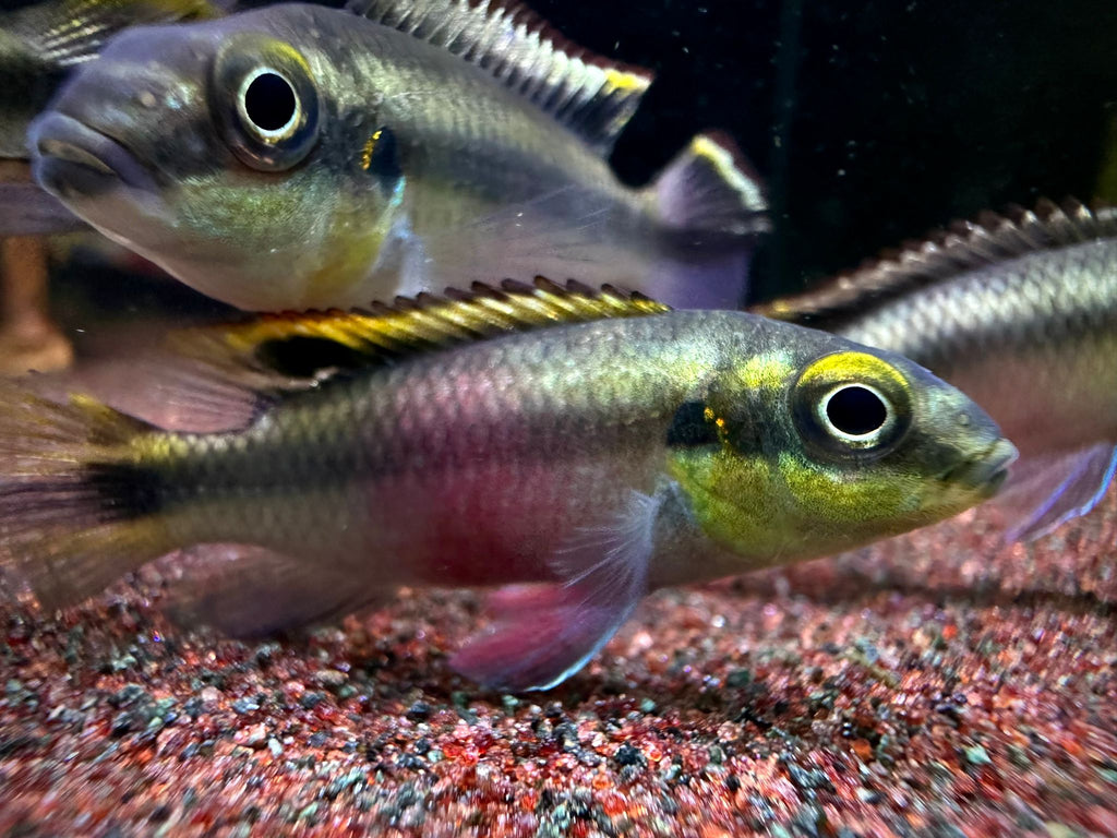 Pelviachromis Pulcher