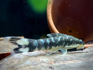 Otocinclus Cocama