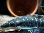 Otocinclus Cocama