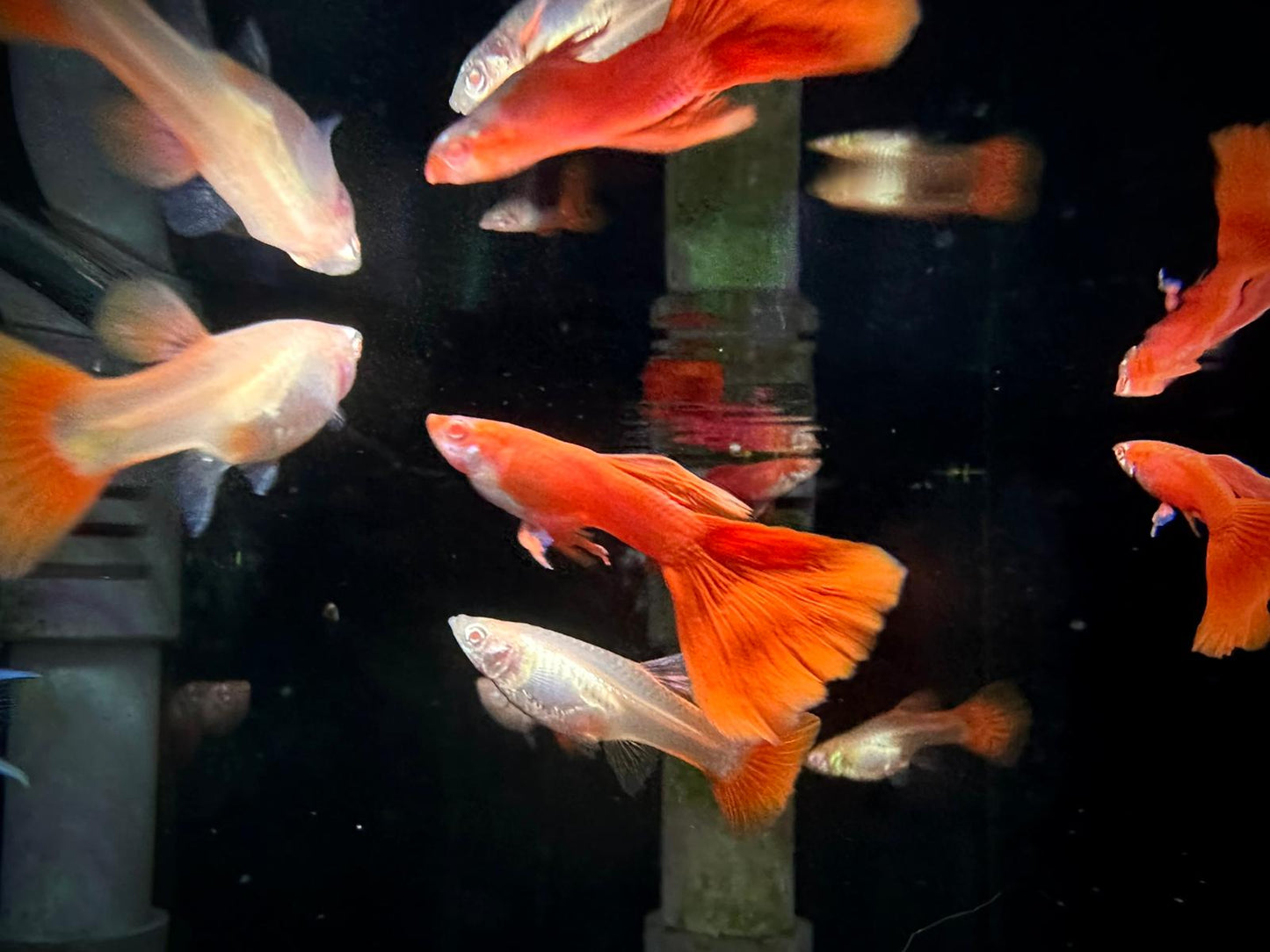 Poecilia Reticulata 'Albino Full Red'