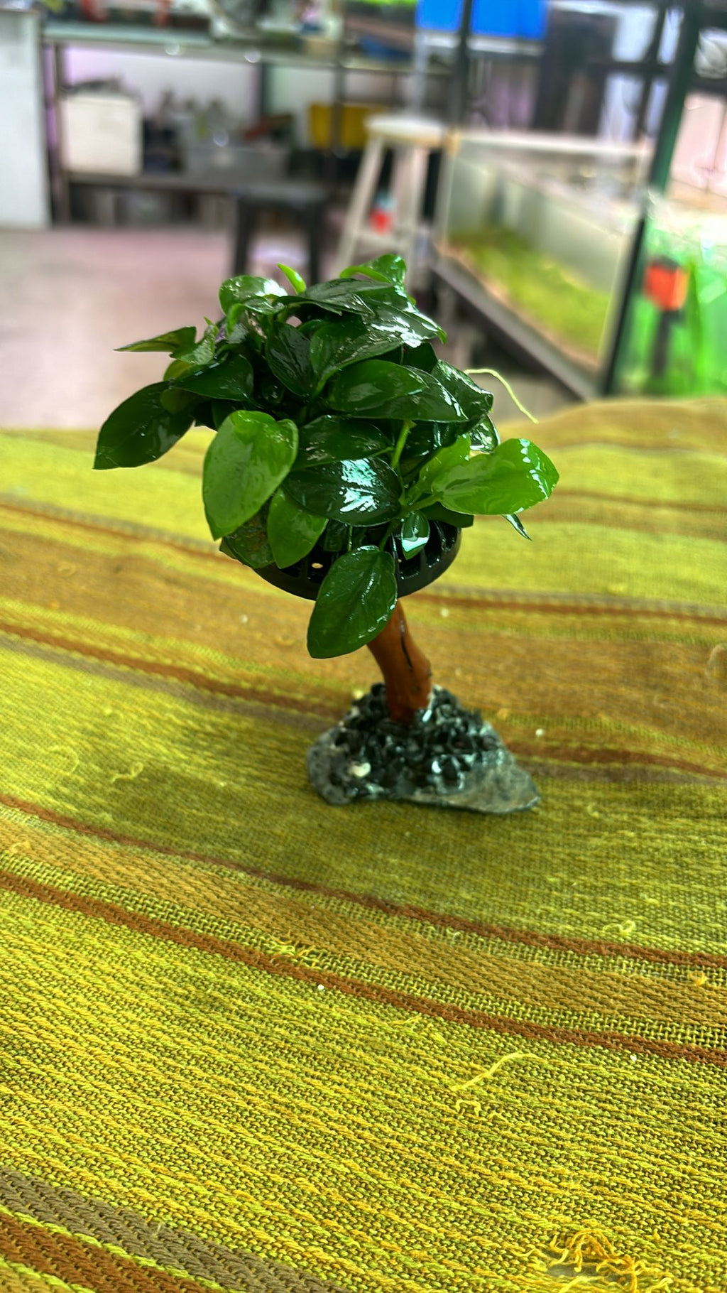 Anubias Barteri var. "Mini Nana Tree"