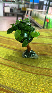 Anubias Barteri var. "Mini Nana Tree"