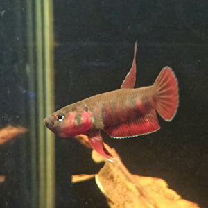 Betta Rubra