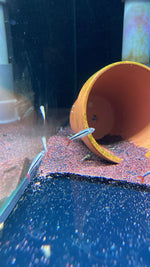 Thayeria sp. Red Tail Penguin