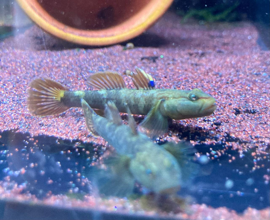 Rhinogobius Wuyiensis