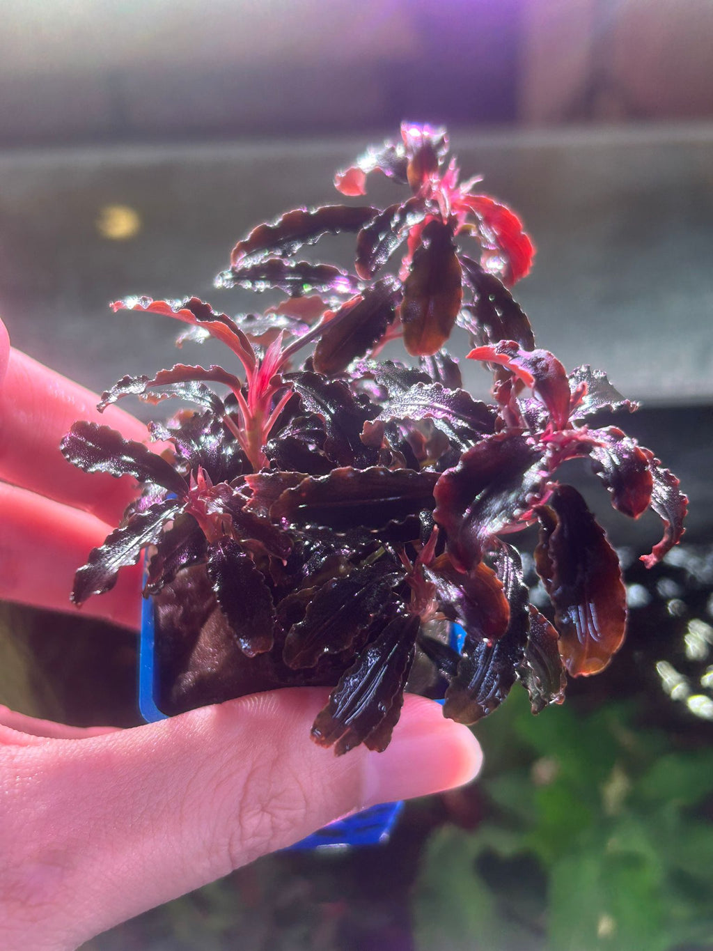 Bucephalandra sp. 'Red Dragon'