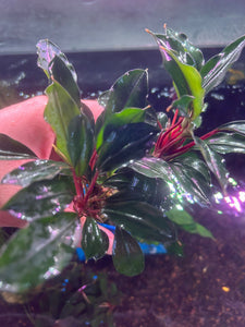 Bucephalandra sp. 'Red Heart'