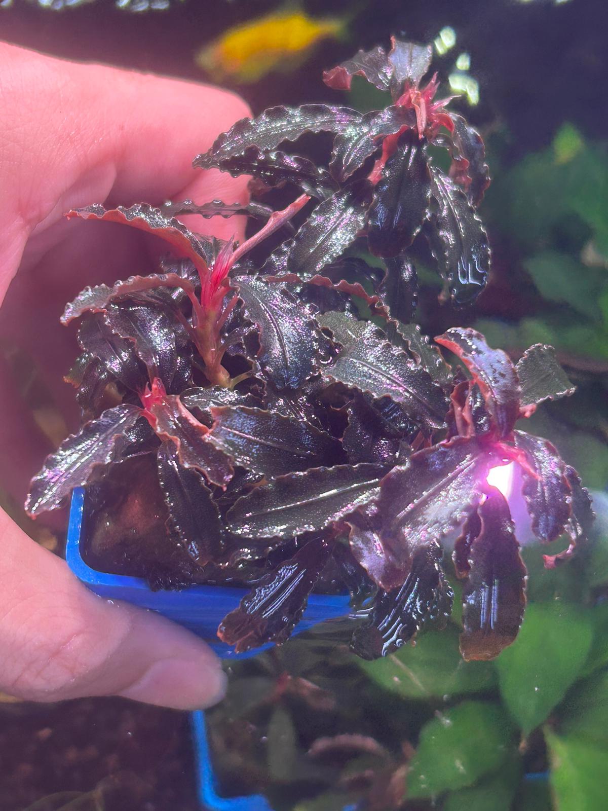 Bucephalandra sp. 'Red Dragon'