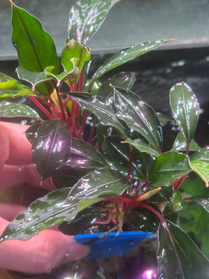 Bucephalandra sp. 'Red Heart'