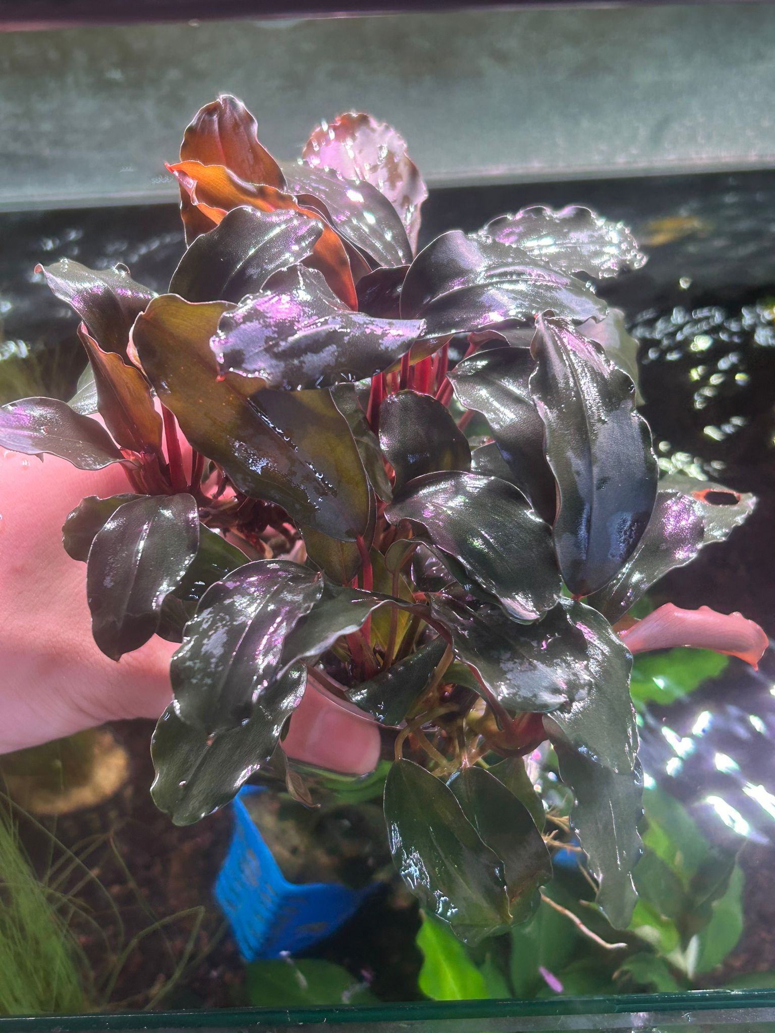 Bucephalandra sp. 'Deli Red'