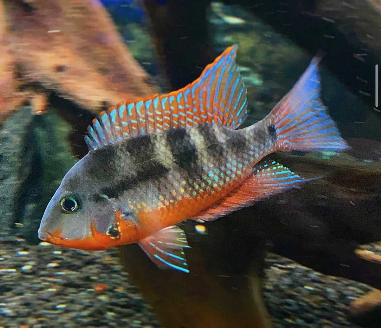 Thorichthys Meeki