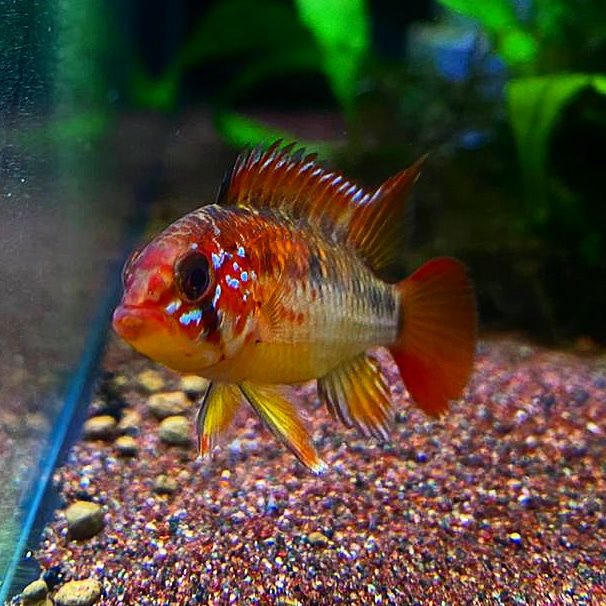 Apistogramma Macmasteri