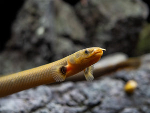 Erpetoichthys Calabaricus