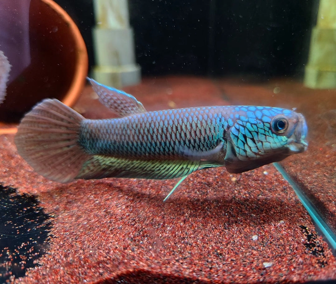 Betta sp. Antuta
