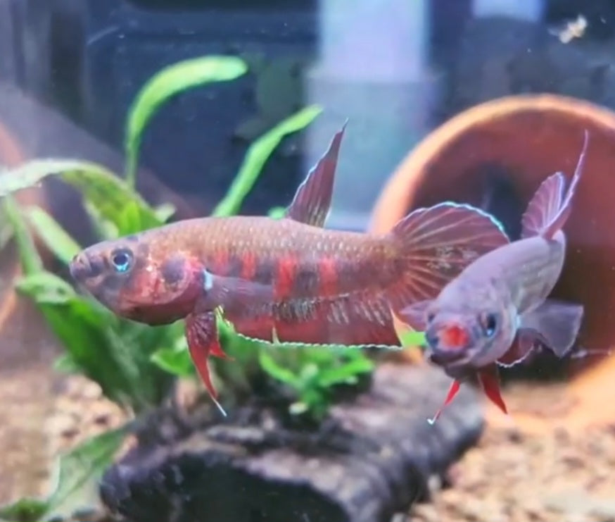 Betta Rubra