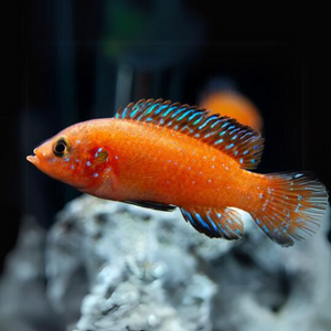 Hemichromis Exsul