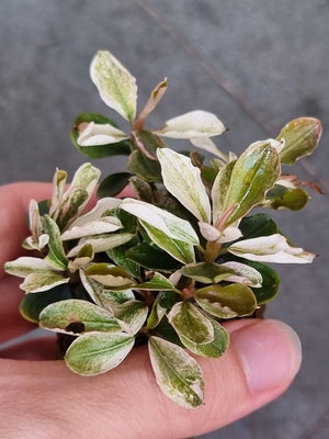 Bucephalandra sp. 'Pink Malawi'